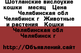 Шотланские вислоухие кошки 1 месяц › Цена ­ 1 000 - Челябинская обл., Челябинск г. Животные и растения » Кошки   . Челябинская обл.,Челябинск г.